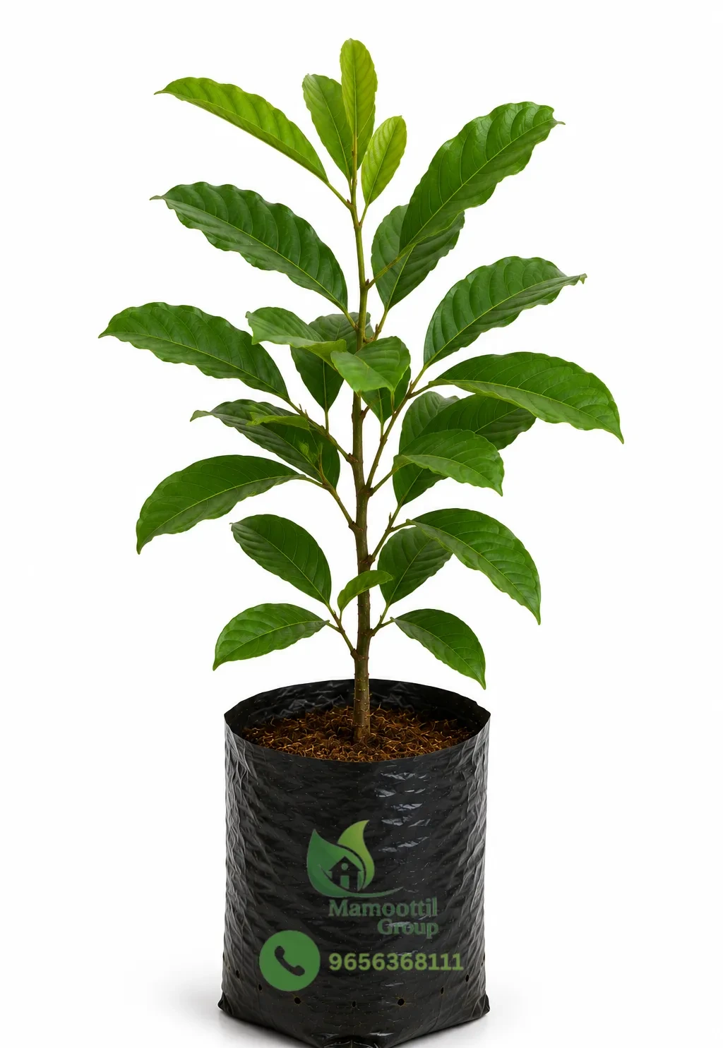 Premium Grafted Rambutan